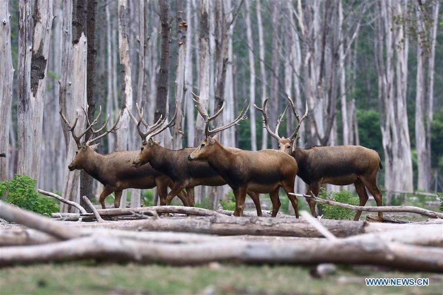 Les cerfs protégés de la réserve naturelle de Yancheng