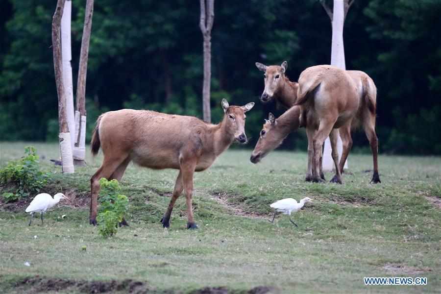 Les cerfs protégés de la réserve naturelle de Yancheng