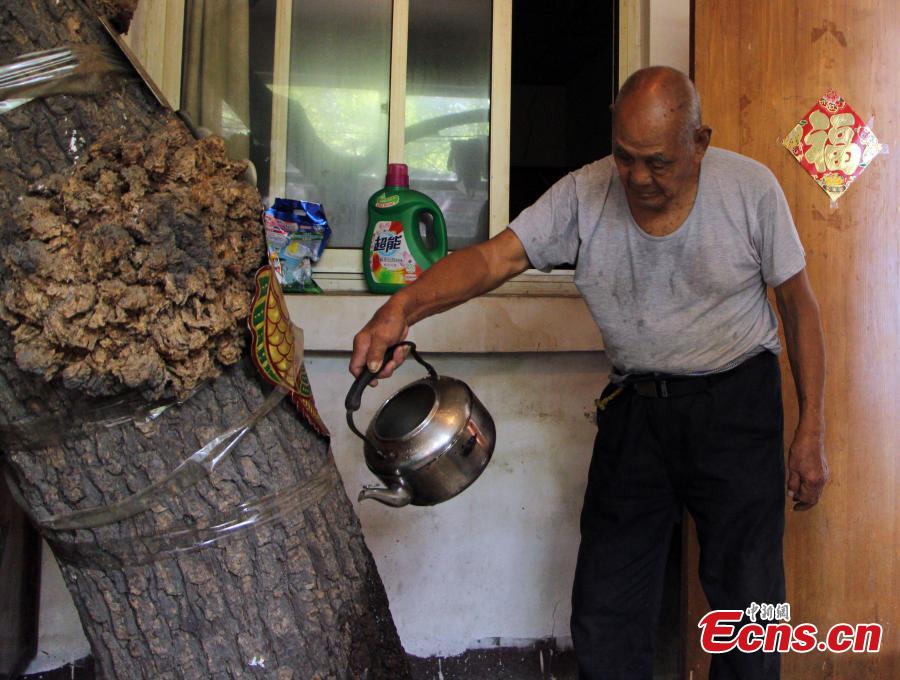 Un nonagénaire passe des décennies à cajoler un vieil arbre