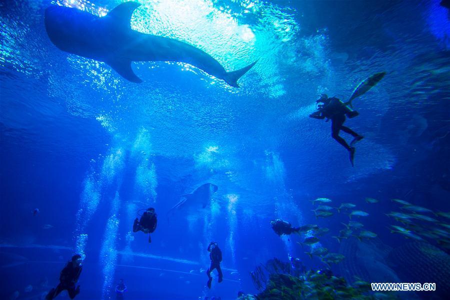 Zhuhai : une plongée avec des requins-baleines