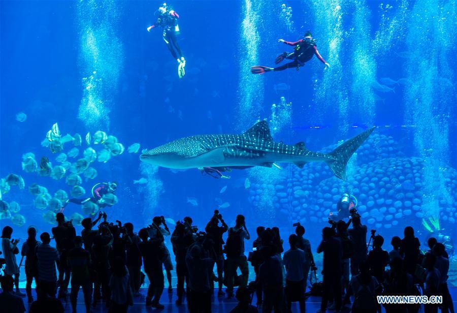 Zhuhai : une plongée avec des requins-baleines