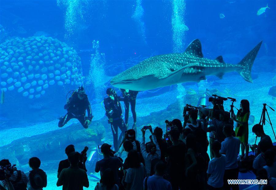 Zhuhai : une plongée avec des requins-baleines