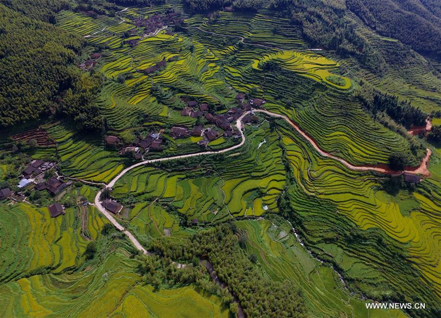 Paysages de terrasses dans le Fujian