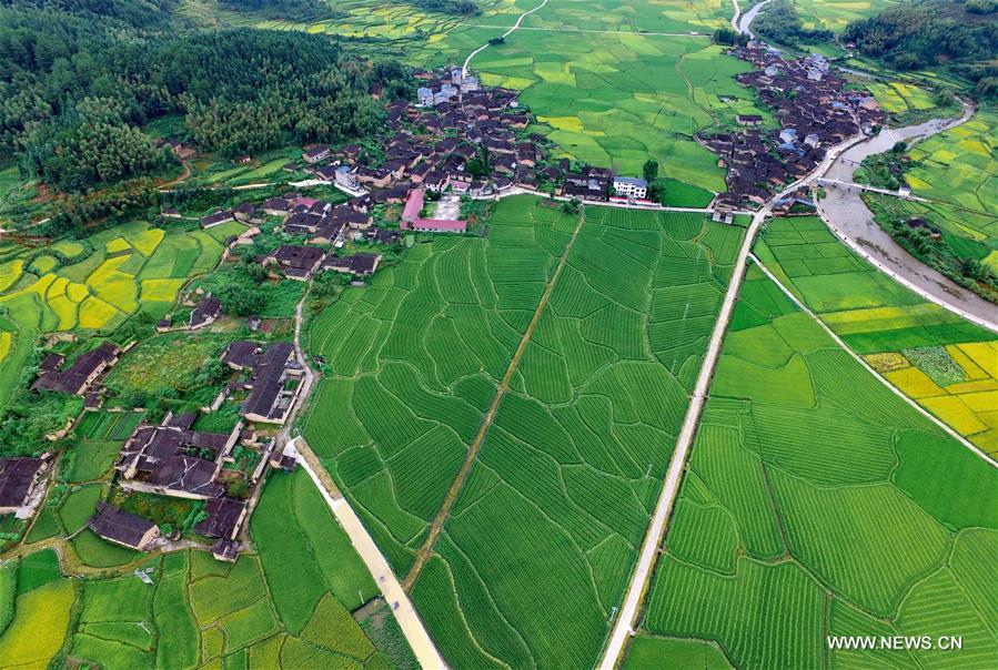 Paysages de terrasses dans le Fujian