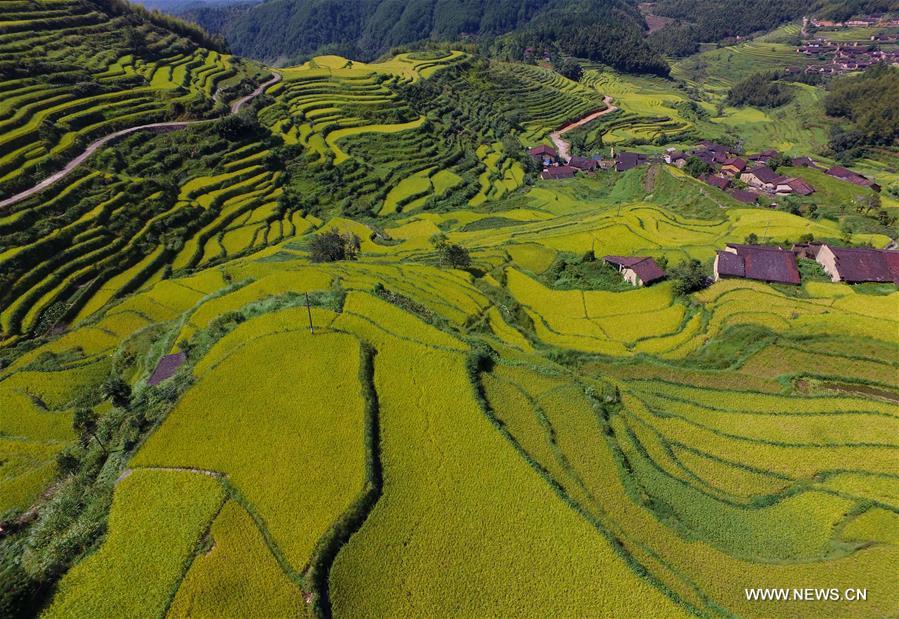 Paysages de terrasses dans le Fujian