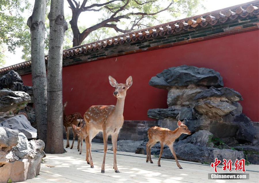 Des cerfs Sika introduits à la Cité Interdite