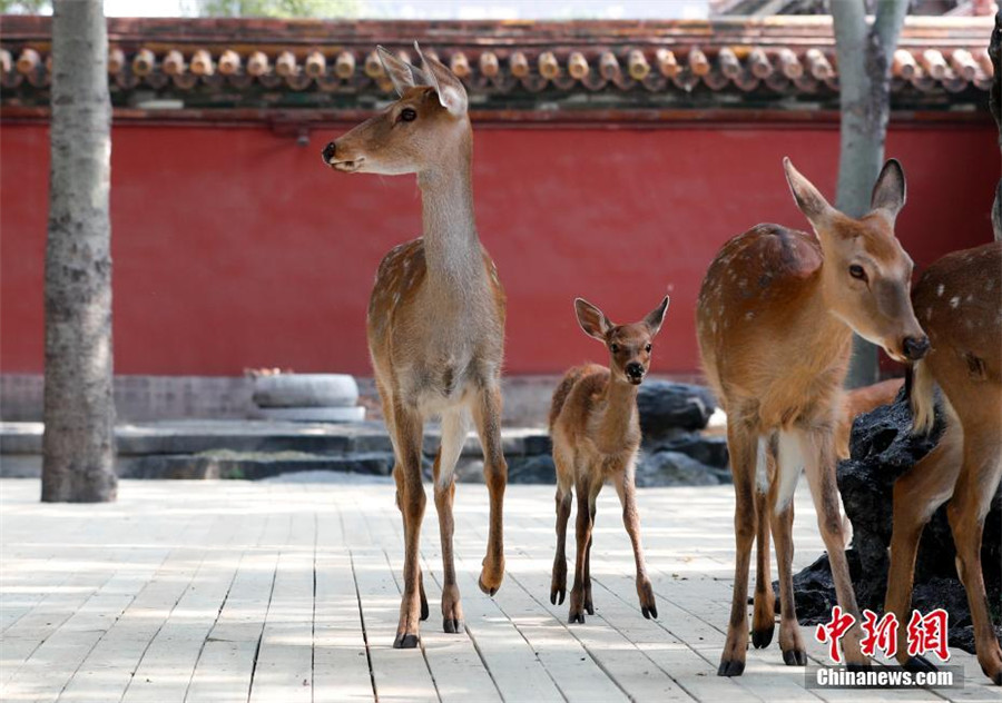 Des cerfs Sika introduits à la Cité Interdite