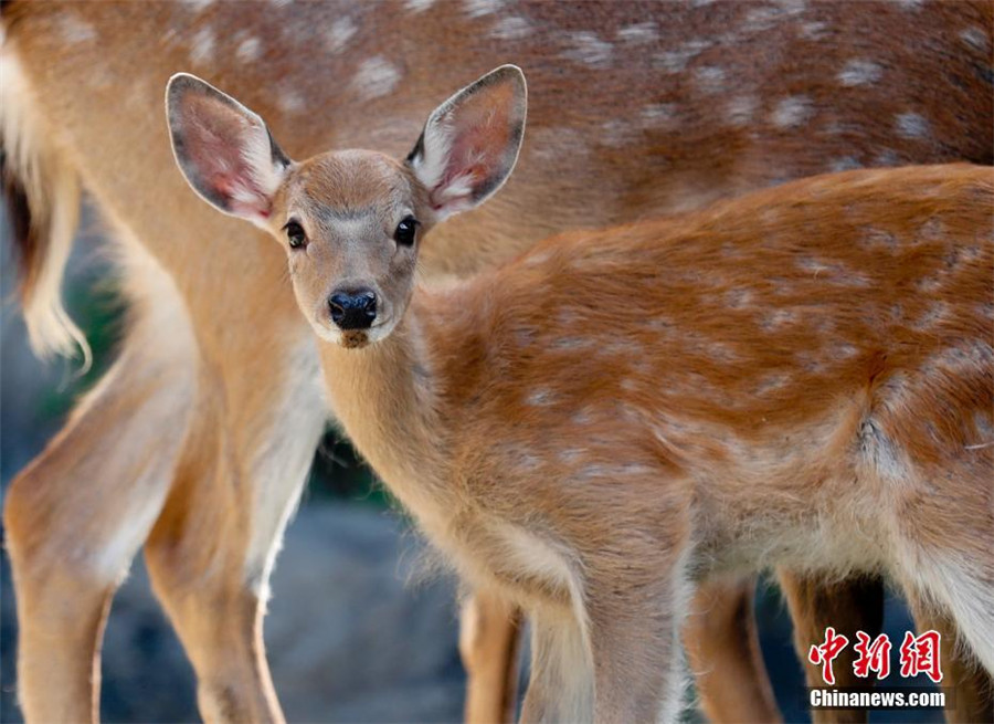 Des cerfs Sika introduits à la Cité Interdite