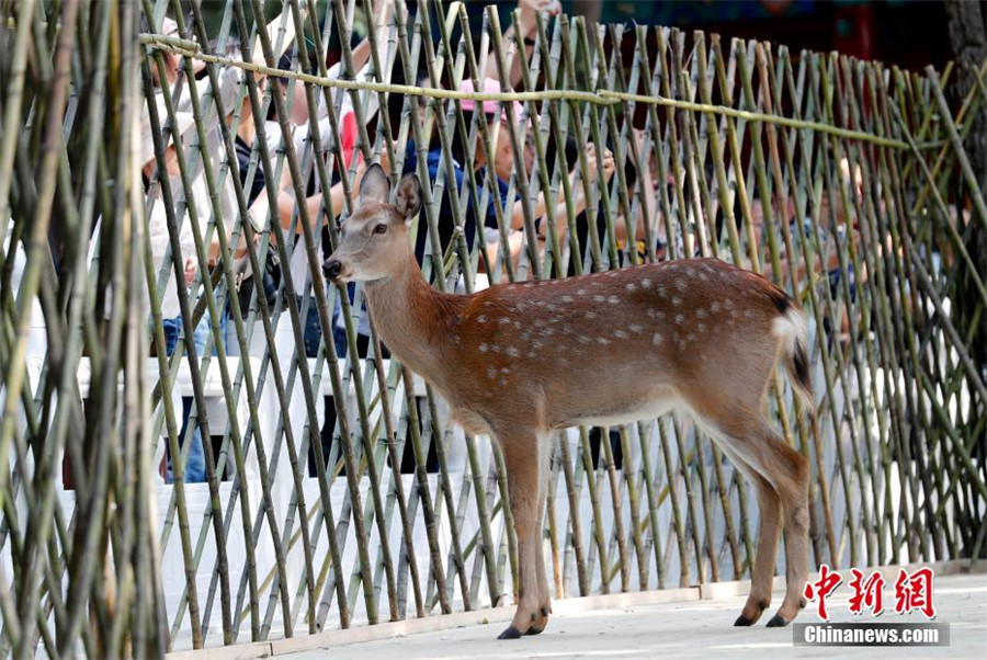 Des cerfs Sika introduits à la Cité Interdite