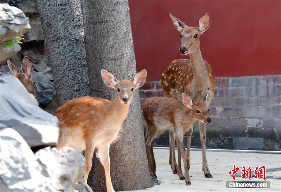 Des cerfs Sika introduits à la Cité Interdite