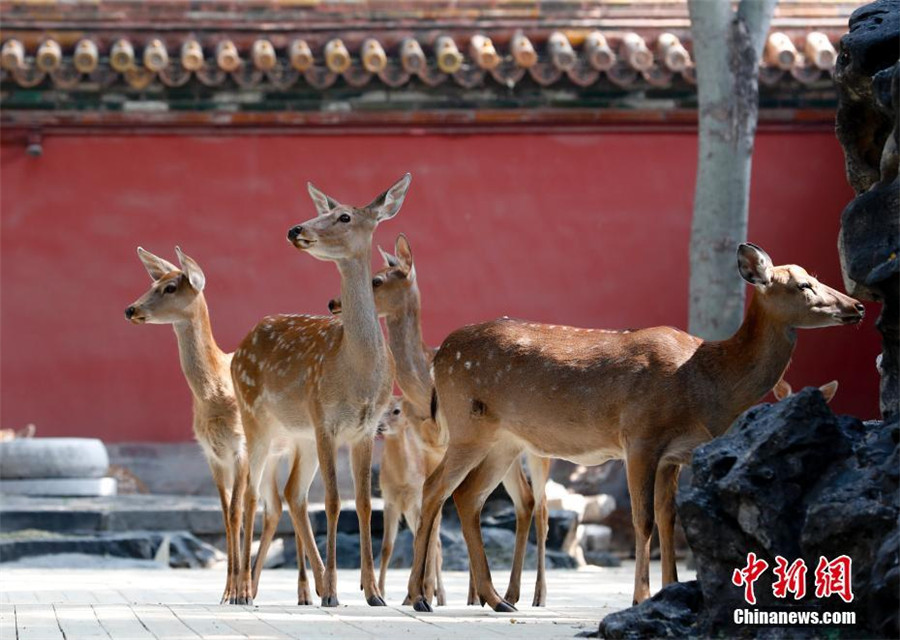 Des cerfs Sika introduits à la Cité Interdite