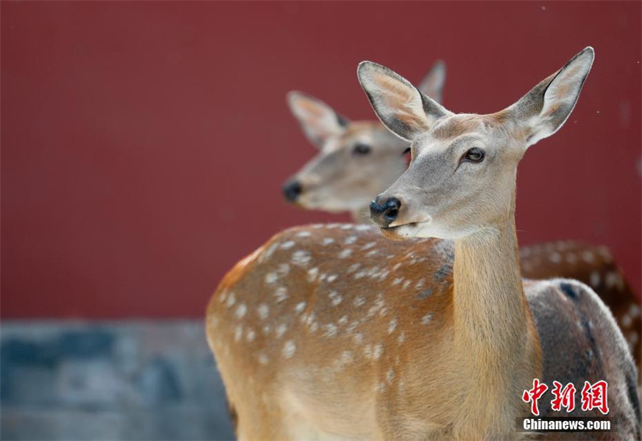 Des cerfs Sika introduits à la Cité Interdite