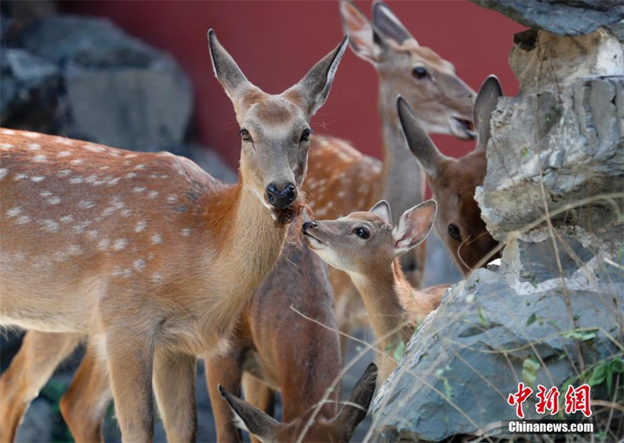 Des cerfs Sika introduits à la Cité Interdite