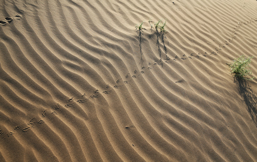 Le désert de Kubuqi, de dunes de sable stériles à paradis enchanteur