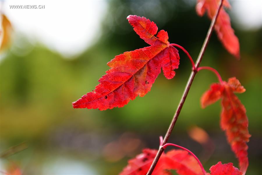 Saison colorée dans le Heilongjiang