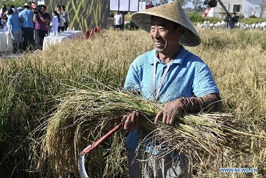 Chine : succès de l'expérimentation du riz de mer