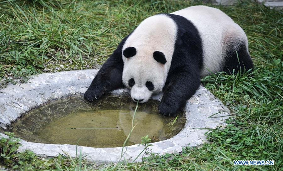 Deux pandas géants partent pour l'Indonésie