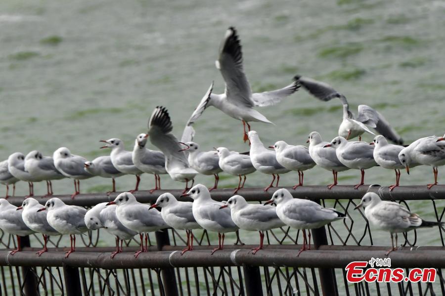 Migration de mouettes vers la ville du printemps