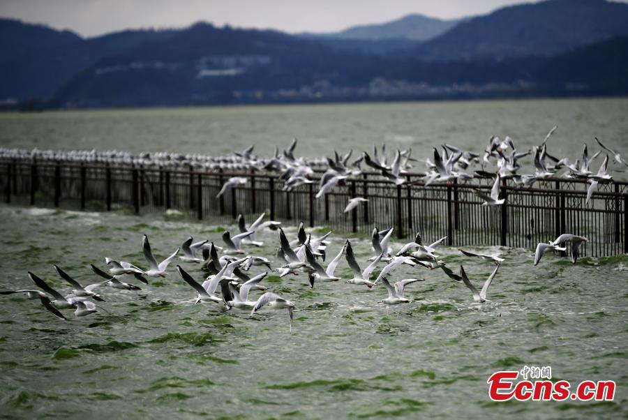 Migration de mouettes vers la ville du printemps