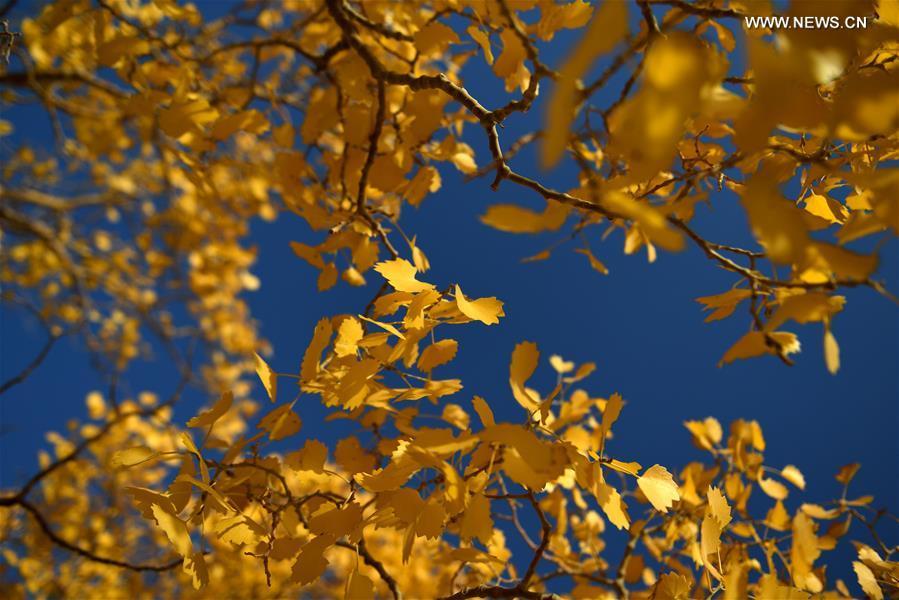 Paysages d'automne dans le Qinghai 