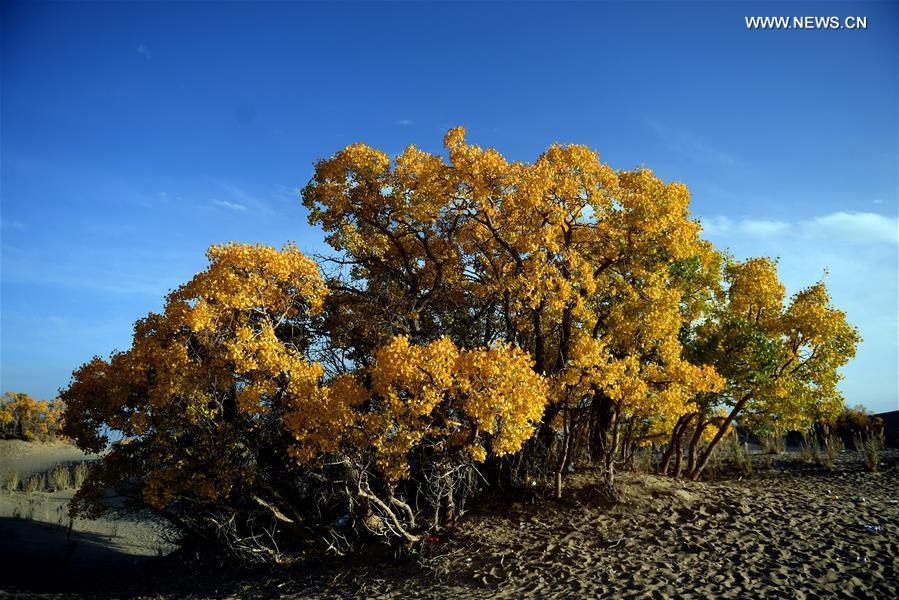 Paysages d'automne dans le Qinghai 