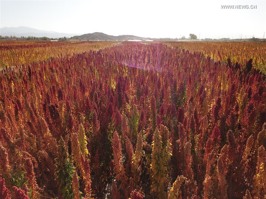 Paysages d'automne dans le Qinghai 