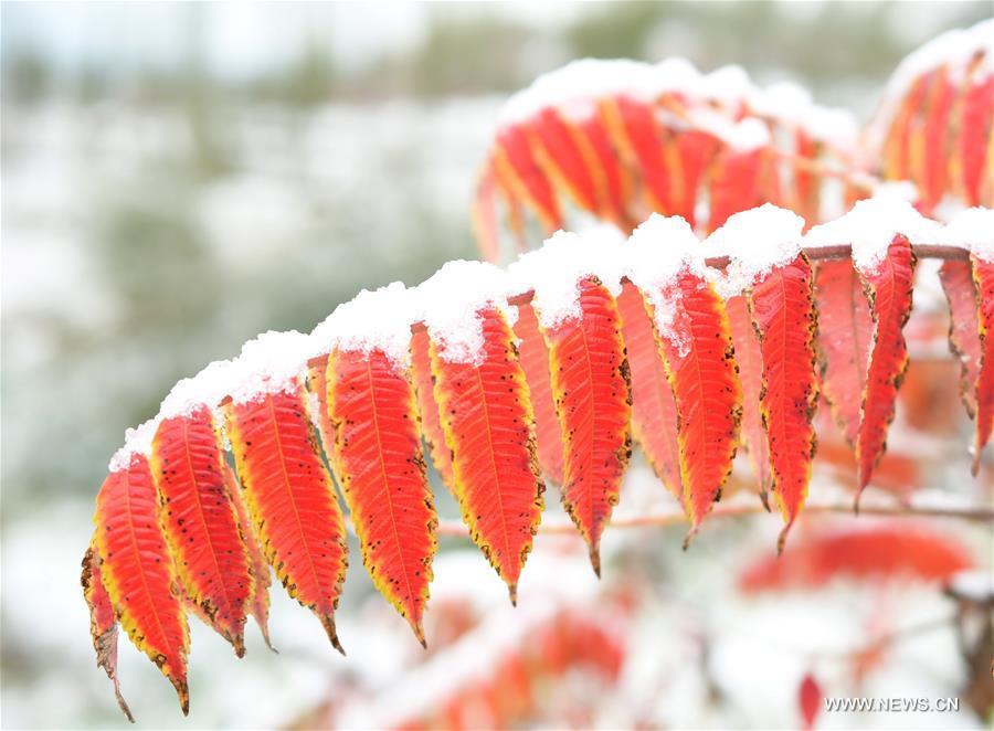 Front froid et chutes de neige dans le nord de la Chine