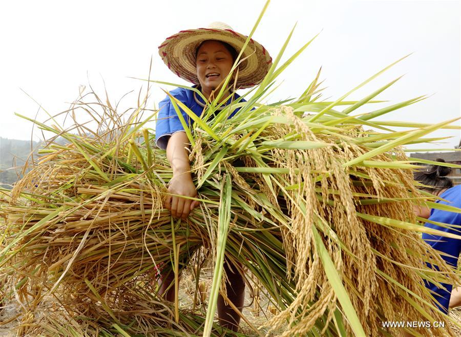 Concours et célébration des moissons dans le Guangxi