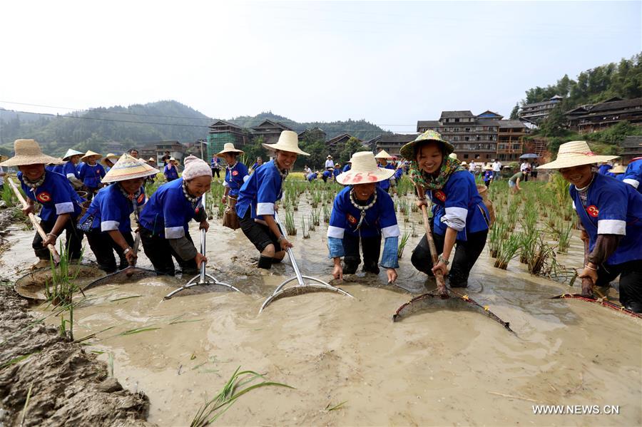 Concours et célébration des moissons dans le Guangxi