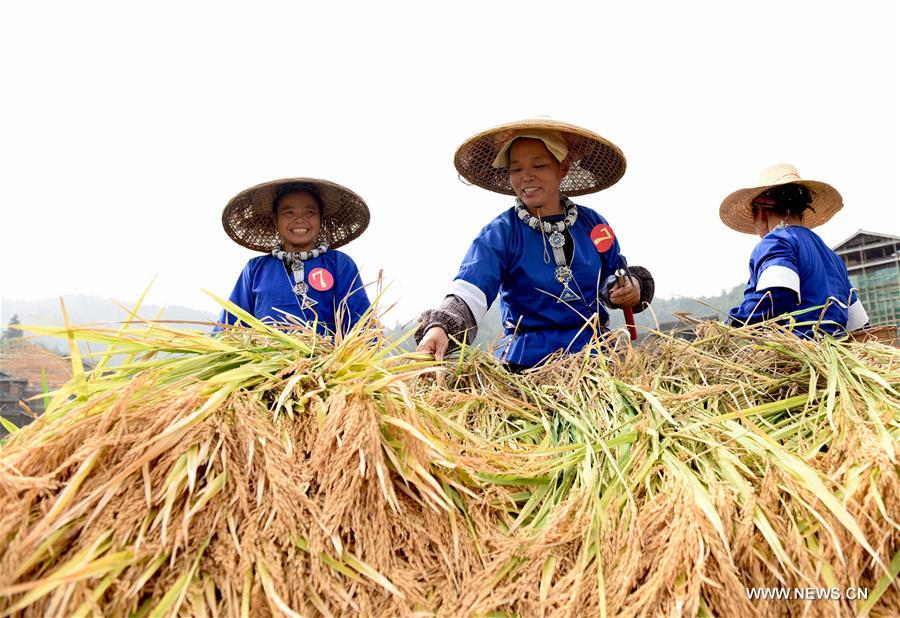 Concours et célébration des moissons dans le Guangxi