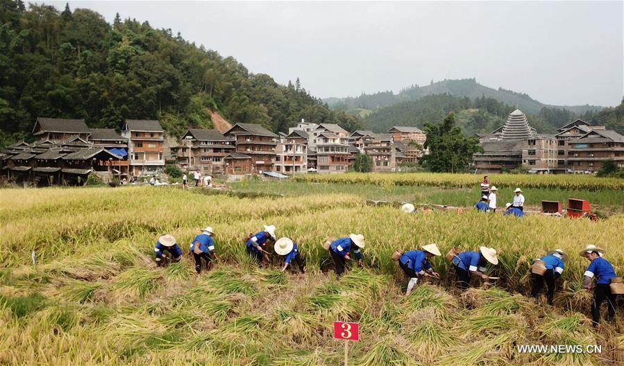 Concours et célébration des moissons dans le Guangxi