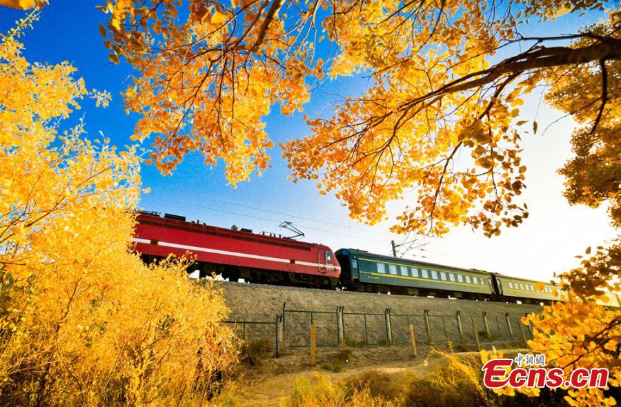 La forêt de peupliers du désert de Mogao aux couleurs de l'automne