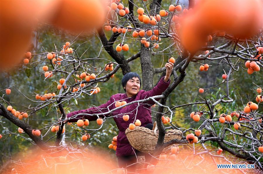 Saison des récoltes du kaki dans l’est de la Chine