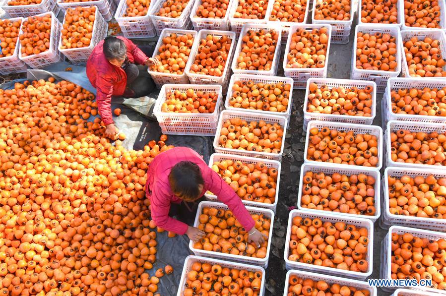 Saison des récoltes du kaki dans l’est de la Chine