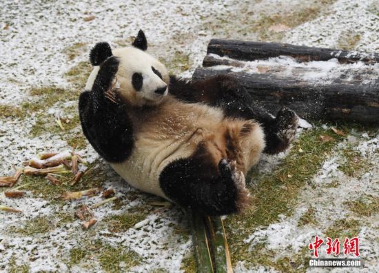 Un panda géant s'éclate dans la neige !