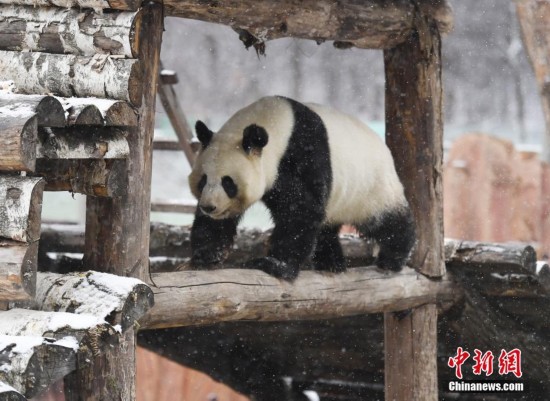 Un panda géant s'éclate dans la neige !