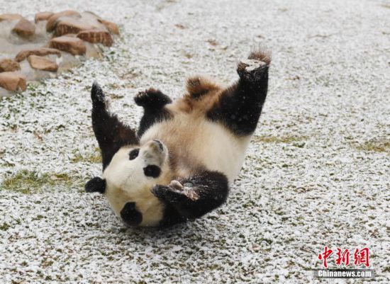 Un panda géant s'éclate dans la neige !