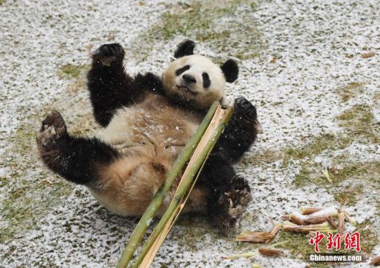 Un panda géant s'éclate dans la neige !