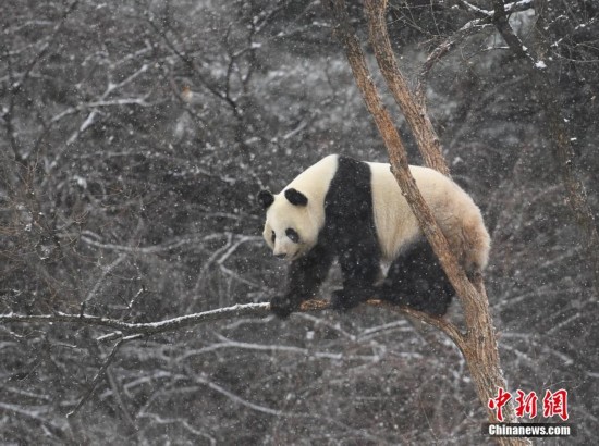 Un panda géant s'éclate dans la neige !