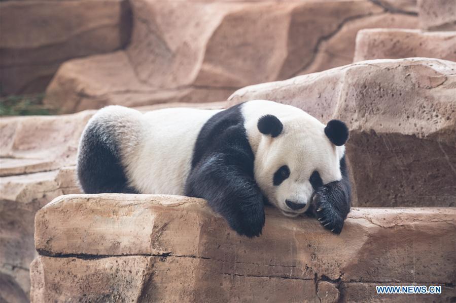 Les premiers pas de deux pandas géants en Indonésie