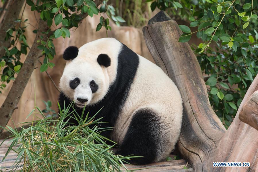 Les premiers pas de deux pandas géants en Indonésie