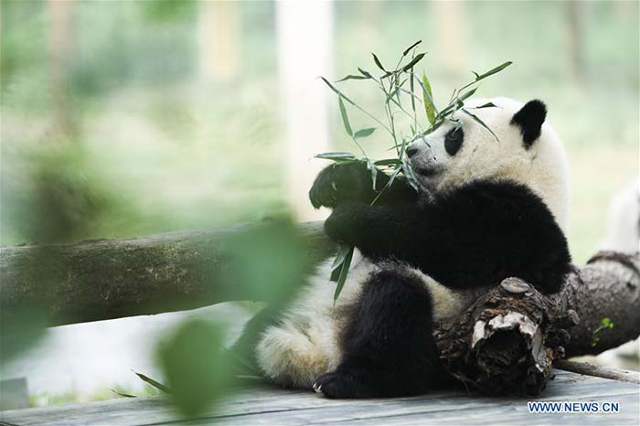 L'heureux quotidien des pandas géants au zoo de Chongqing