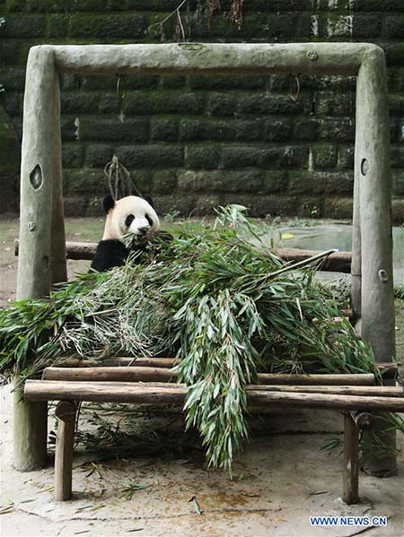 L'heureux quotidien des pandas géants au zoo de Chongqing