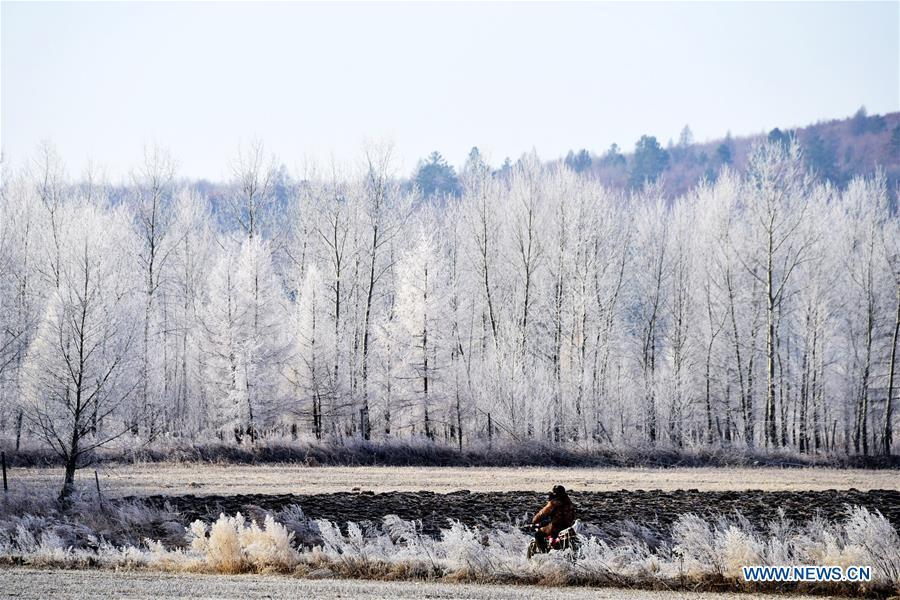 Paysage givré le long du fleuve Heilongjiang