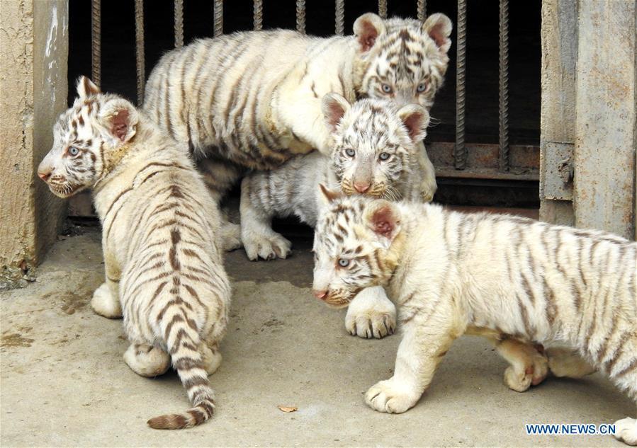 Des tigres quadruplés à la rencontre du public