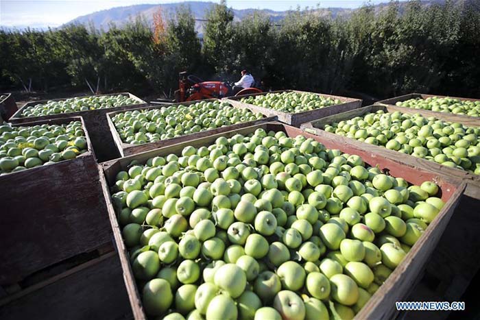 Exportation de pommes américaines en Chine via l'e-commerce 