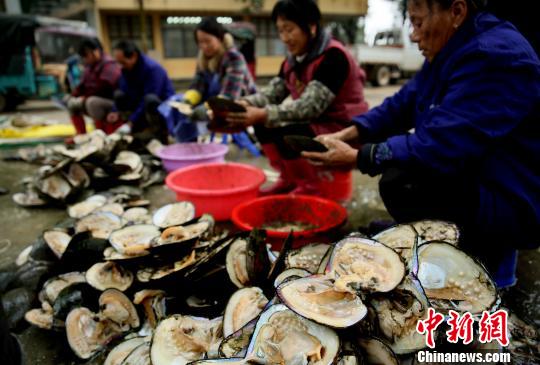 Elevage de perles dans le Jiangxi 