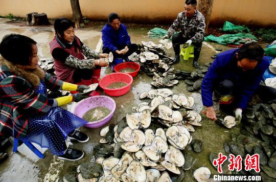 Elevage de perles dans le Jiangxi 