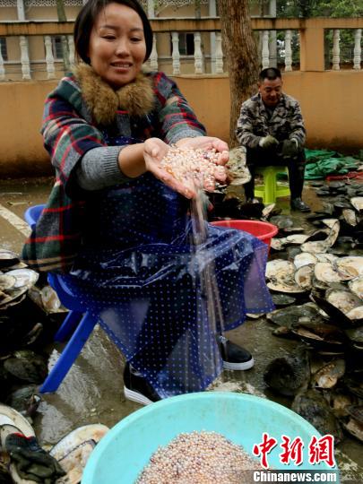 Elevage de perles dans le Jiangxi 