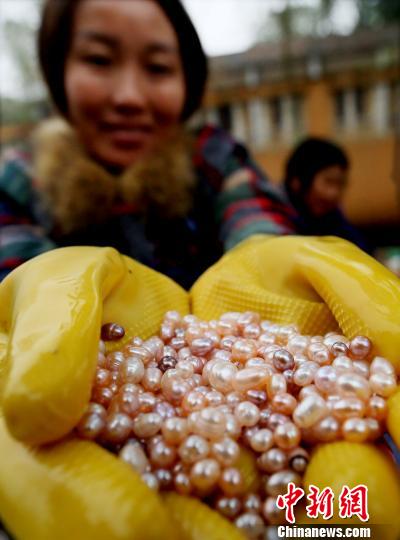 Elevage de perles dans le Jiangxi 